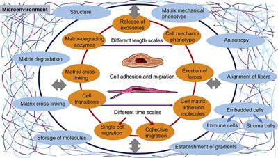 The Pertinent Role of Cell and Matrix Mechanics in Cell Adhesion and Migration